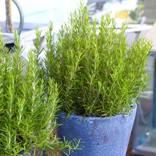 Розмарин лікарський, насіння артикул фото 1 Розмарин лікарський, насіння зображення 1 артикул 65439