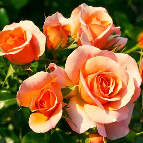 Роза флорибунда Априкола артикул фото 1 Роза флорибунда Априкола рисунок 1 артикул 2187