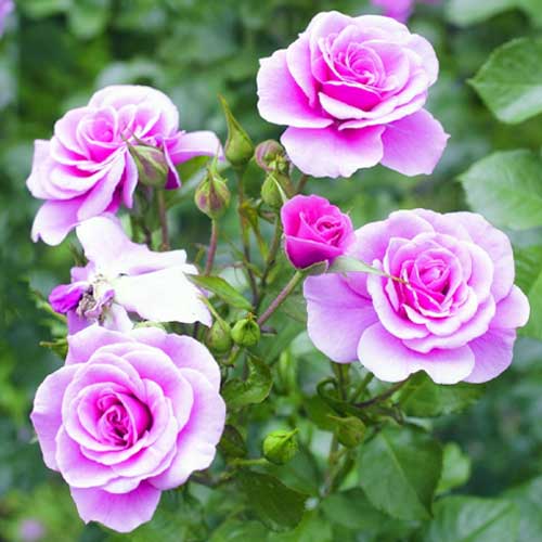 Роза флорибунда Пинк Диадем артикул фото 1 Роза флорибунда Пинк Диадем рисунок 1 артикул 2198