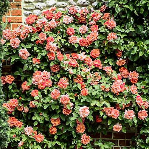 Троянда плетиста Алоха зображення 1 артикул 2149