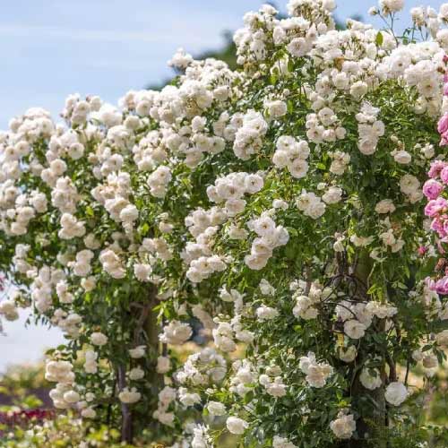 Троянда плетиста Айсберг (Iceberg) зображення 1 артикул 2148