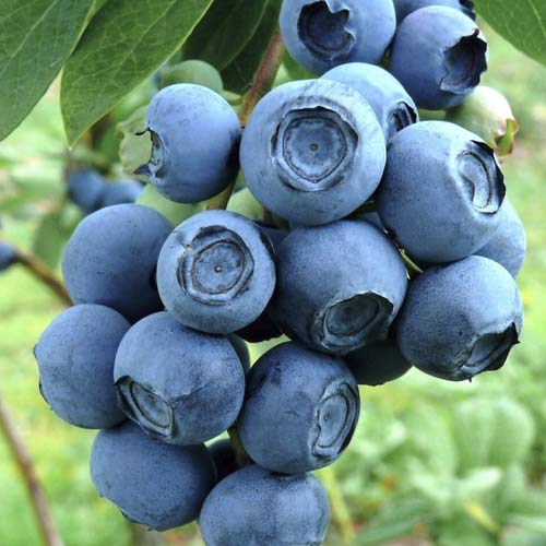 Голубика Джерси артикул фото 1 Голубика Джерси рисунок 1 артикул 3811