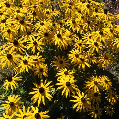 Рудбекия блестящая Гольдштурм артикул фото 1 Рудбекия блестящая Гольдштурм рисунок 1 артикул 01407