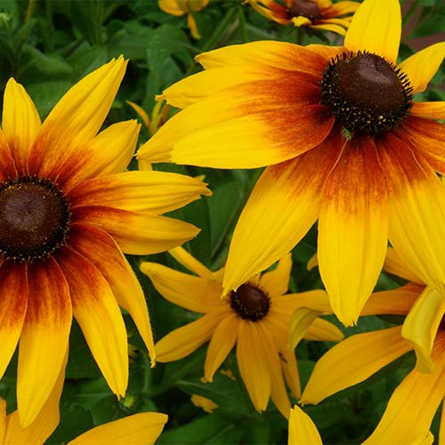 Рудбекия большая рисунок 1 артикул 01408