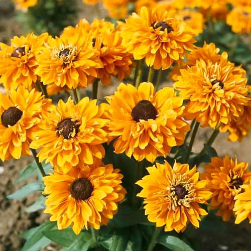 Рудбекія махрова Голділокс зображення 1 артикул 72517