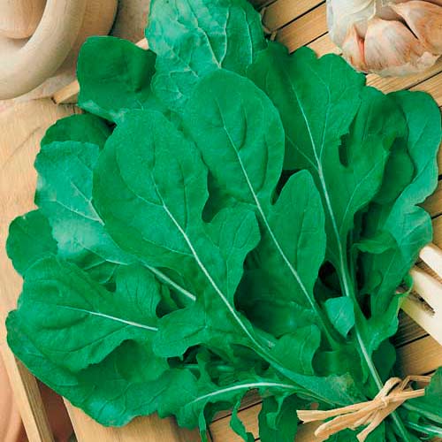 Руккола деликатесная, семена рисунок 1 артикул 66540