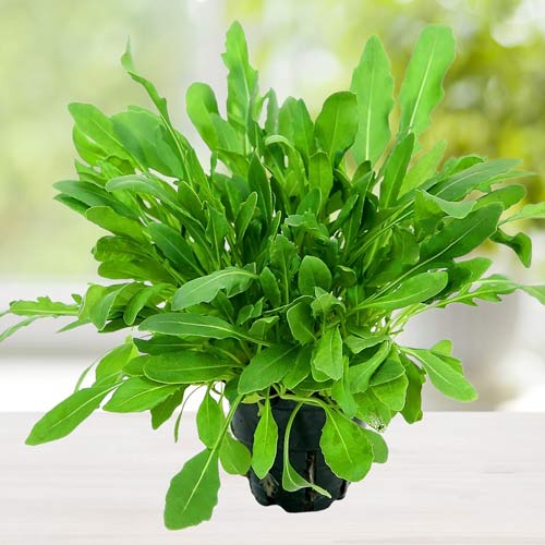 Руккола посевная Рокет, семена рисунок 2 артикул 65437