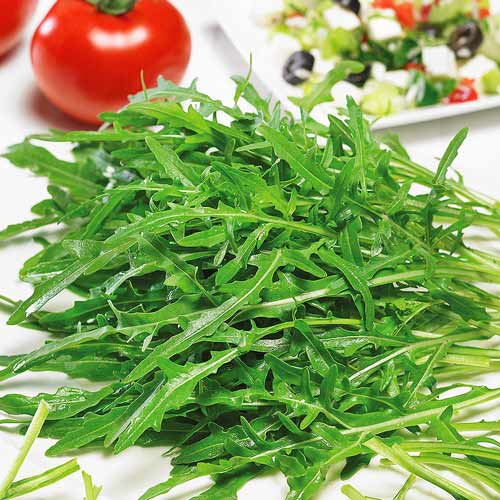 Рукола Индау Seedera рисунок 1 артикул 72520