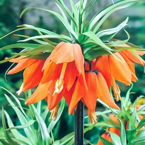 Рябчик (фритиллярия) императорский Аврора рисунок 1 артикул 68074