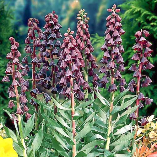 Рябчик (фритиллярия) Персика рисунок 1 артикул 68024