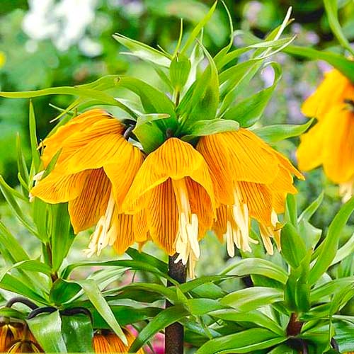 Рябчик (фритиллярия) императорский Страйпед Бьюти рисунок 1 артикул 68025