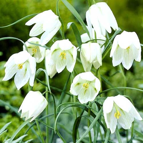 Рябчик (фритиллярия) Мелеагрис Альба рисунок 1 артикул 70288