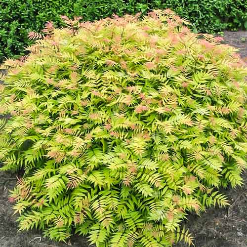 Рябинник рябинолистный Сэм рисунок 1 артикул 9546