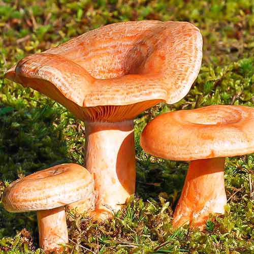 Рижик, міцелій зображення 1 артикул 89857