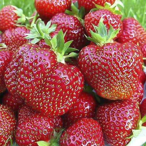 Земляника ремонтантная (крупноплодная) Большая Ненси рисунок 1 артикул 9613