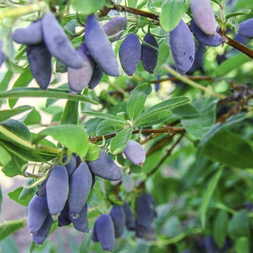 Жимолость Блю Банана рисунок 1 артикул 3812