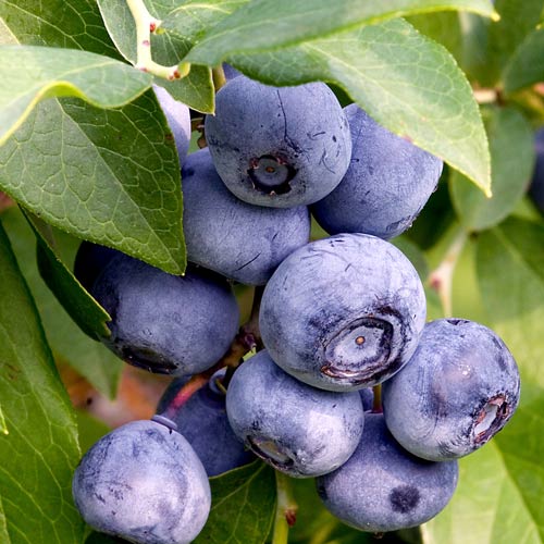 Черника, саженцы рисунок 1 артикул 8438