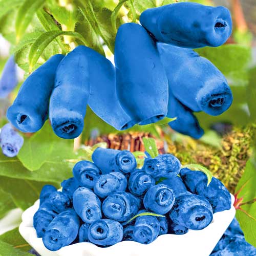 Жимолость Блю Вельвет, саджанці зображення 1 артикул 9224