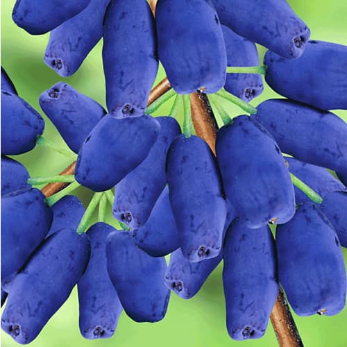 Жимолость Хоней Блю, саджанці зображення 1 артикул 9226