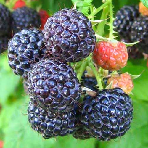 Малина чорна Кумберленд зображення 1 артикул 7550