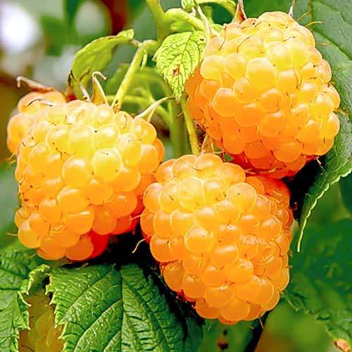 Малина ремонтантна Гігант жовта зображення 1 артикул 7535