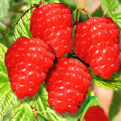 Малиновое дерево Красное артикул фото 1 Малиновое дерево Красное рисунок 1 артикул 7557