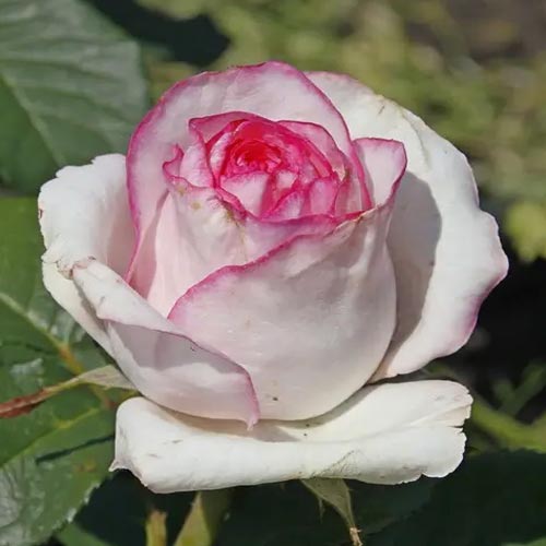 Троянда чайно-гібридна Дольче Віта (Dolce Vita) зображення 1 артикул 2117