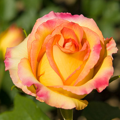 Роза чайно-гибридная Глория Дей (Gloria Dei) артикул фото 1 Роза чайно-гибридная Глория Дей (Gloria Dei) рисунок 1 артикул 2112