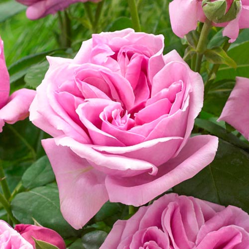 Роза чайно-гибридная Липарфюм (Liparfum) артикул фото 1 Роза чайно-гибридная Липарфюм (Liparfum) рисунок 1 артикул 3510