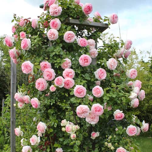 Троянда плетиста П'єр де Ронсар (Pierre de Ronsard) зображення 1 артикул 2179