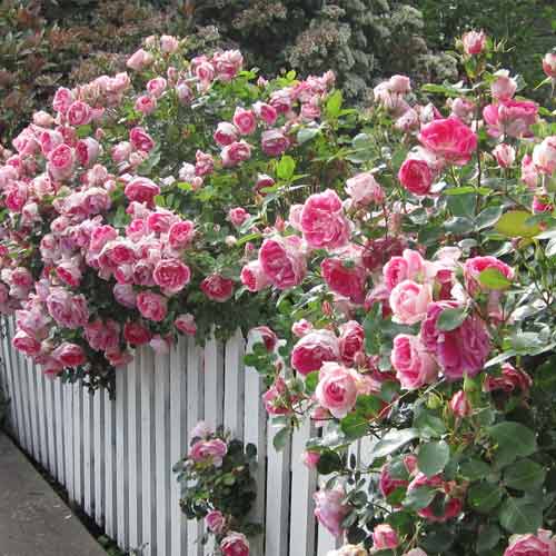 Роза плетистая Розовая рисунок 1 артикул 2180