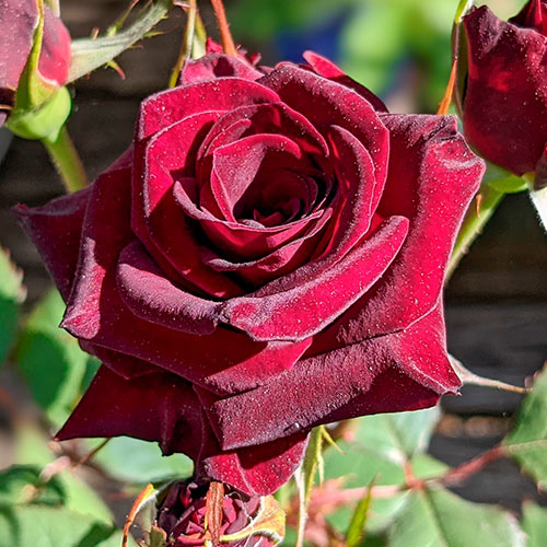 Троянда чайно-гібридна Блек Баккара (Black Baccara) артикул фото 1 Троянда чайно-гібридна Блек Баккара (Black Baccara) зображення 1 артикул 2107