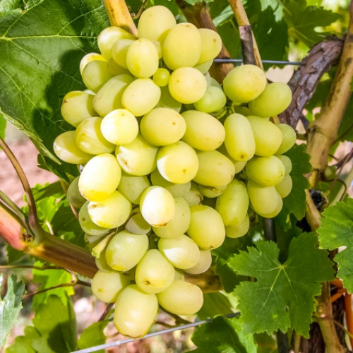 Виноград Макси белый артикул фото 1 Виноград Макси белый рисунок 1 артикул 7320