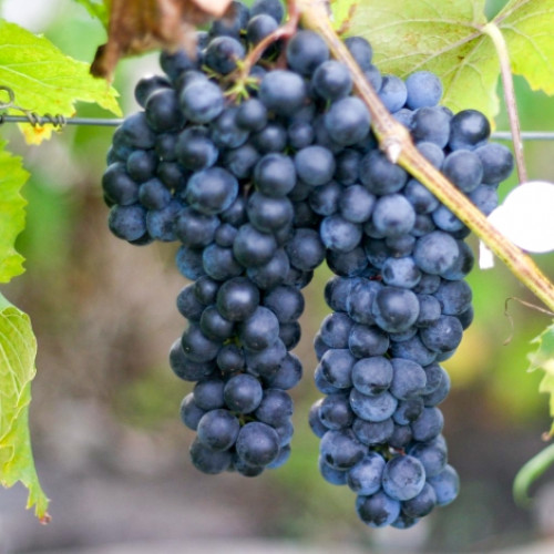 Виноград Максі чорний зображення 1 артикул 7321