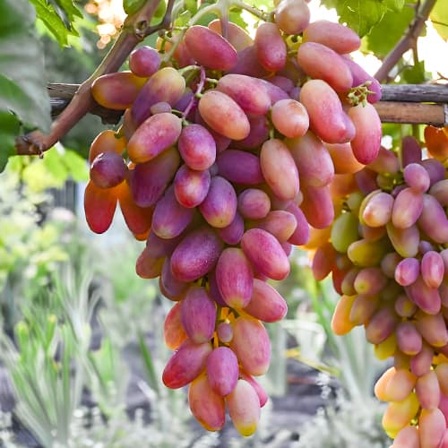 Виноград Преображение рисунок 1 артикул 7324