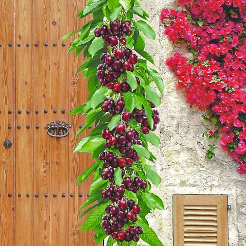 Черешня колоновидна чорна зображення 1 артикул 1923