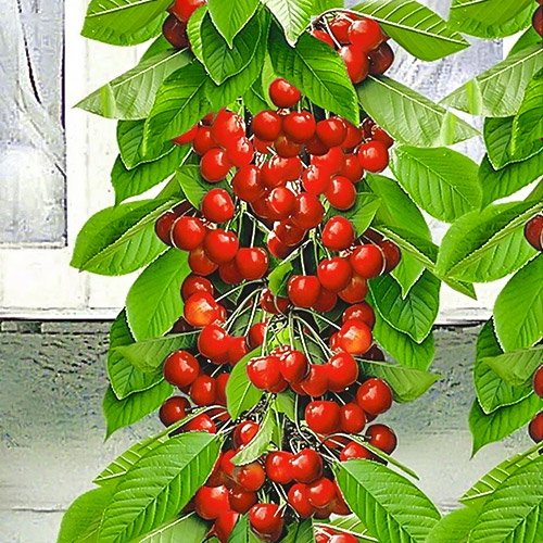 Черешня колоновидна червона зображення 1 артикул 1922