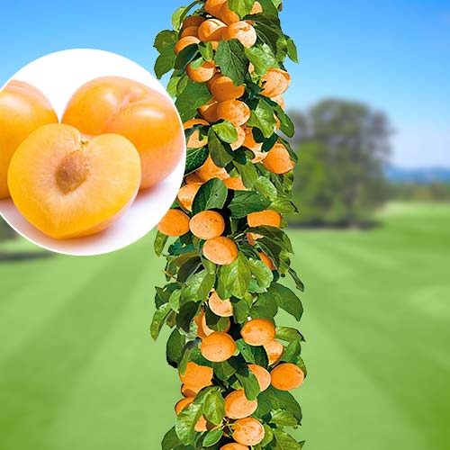 Слива колоновидна жовта зображення 1 артикул 1916