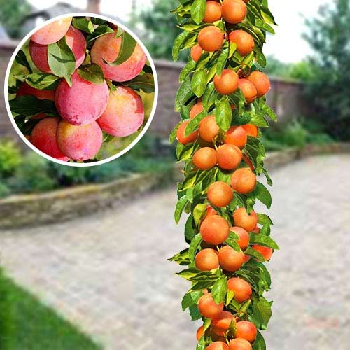 Слива колоновидная Мирабель рисунок 1 артикул 1918