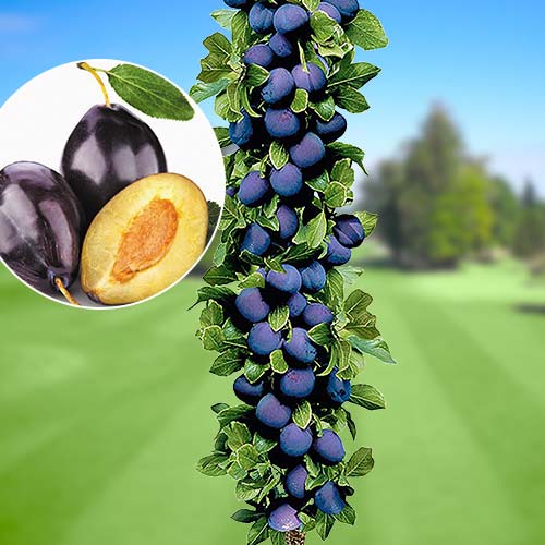 Слива колоновидна Імперіал артикул фото 1 Слива колоновидна Імперіал зображення 1 артикул 1917