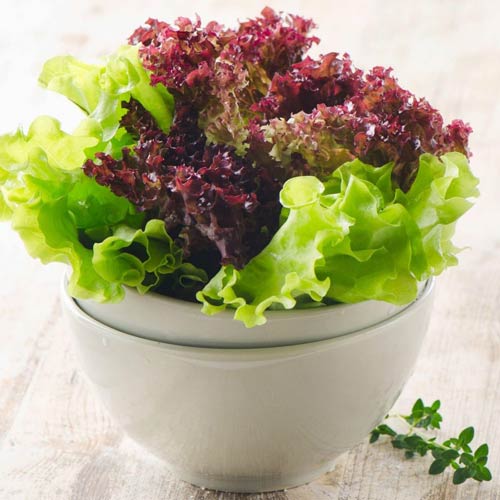 Салат листовой балконный, смесь окрасок Seedera рисунок 1 артикул 72523