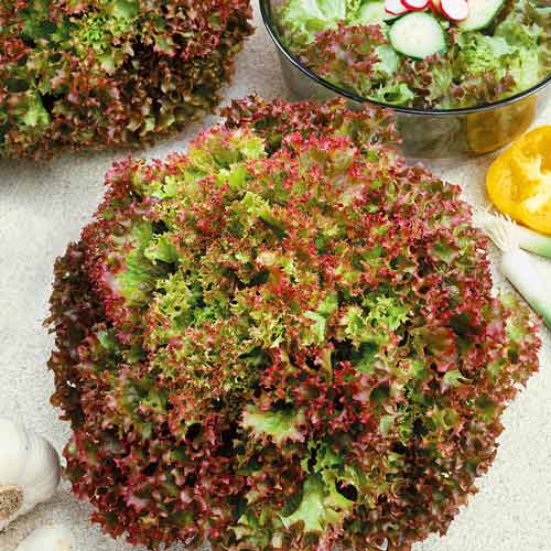 Салат листовий Бебі червоний Seedera зображення 1 артикул 65656