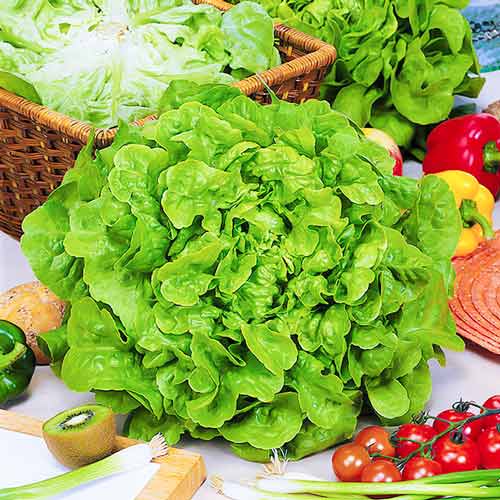 Салат листовий Бебі зелений Seedera зображення 1 артикул 65655