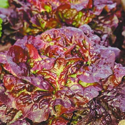 Салат кочанный Четыре сезона Seedera рисунок 1 артикул 65657