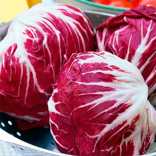 Салат цикорный Пала Росса, семена рисунок 1 артикул 70178