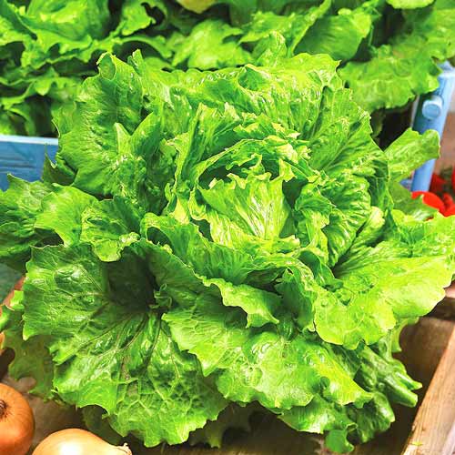 Салат Гігант зображення 1 артикул 65216