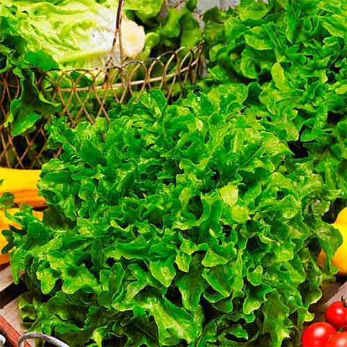 Салат Хрустальный, семена рисунок 1 артикул 70177