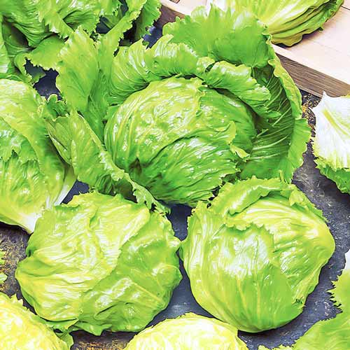 Салат качанний Айсберг Seedera зображення 1 артикул 66507