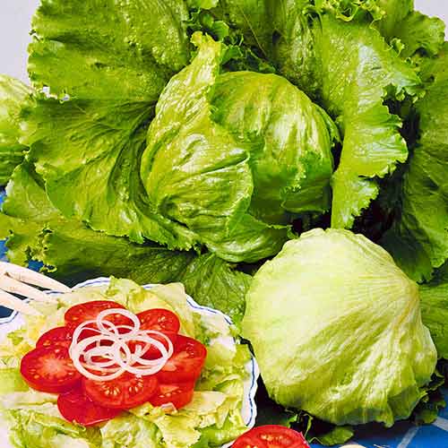 Салат кочанный Айсгрин Seedera рисунок 1 артикул 66508