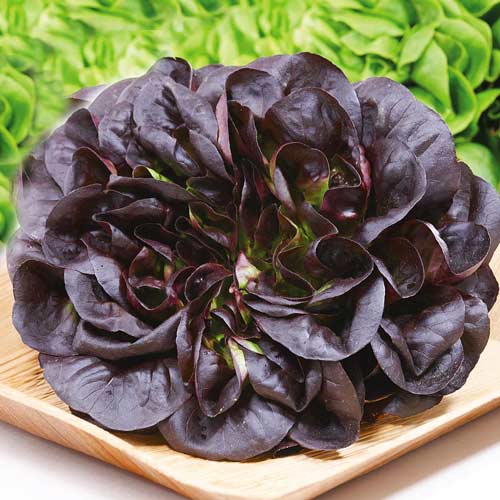 Салат листовий Червоний балконний Seedera зображення 1 артикул 72524